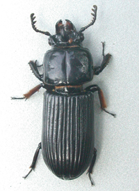 Horned Passalus